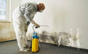 Best Basement Mold Removal  in Bonsall, CA